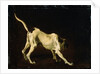 A Dog, 17th century by Frans Snyders