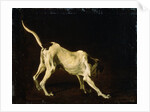A Dog, 17th century by Frans Snyders