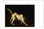 A Dog, 17th century by Frans Snyders