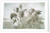 Cupids with Doves and a Torch, 17th centruy by Giovanni Battista Tiepolo