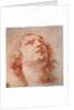 Head study of a woman looking up, 17th century by Pietro da Cortona