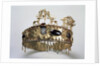 Diadem of a priest, first half of 1st century AD by Unknown