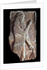 Priest with a branch of pomergranate tree, 722-705 BC by Unknown