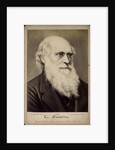 Charles Darwin, British naturalist, c1860s-c1870s by Ernst Hader