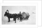 Horse-drawn sledge (kibitka), Siberia, Russia, 1890s by Unknown