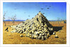 Apotheosis of the War, 1871 by Vasily Vereshchagin