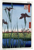 Irises at Horikiri by Anonymous