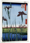 Irises at Horikiri by Anonymous