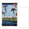 Irises at Horikiri by Anonymous