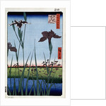 Irises at Horikiri by Anonymous
