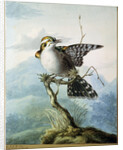 A Little Bird, 1798 by Georgius Jacobus Johannes van Os