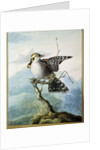 A Little Bird, 1798 by Georgius Jacobus Johannes van Os