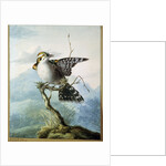 A Little Bird, 1798 by Georgius Jacobus Johannes van Os