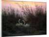 Swans in the Reeds, c1794-c1831 by Caspar David Friedrich