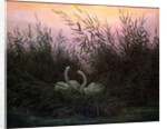 Swans in the Reeds, c1794-c1831 by Caspar David Friedrich