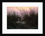 Swans in the Reeds, c1794-c1831 by Caspar David Friedrich