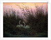 Swans in the Reeds, c1794-c1831 by Caspar David Friedrich