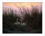 Swans in the Reeds, c1794-c1831 by Caspar David Friedrich
