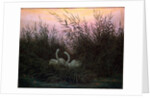 Swans in the Reeds, c1794-c1831 by Caspar David Friedrich