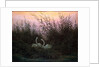 Swans in the Reeds, c1794-c1831 by Caspar David Friedrich