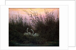 Swans in the Reeds, c1794-c1831 by Caspar David Friedrich