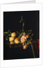 Roses and Peaches, 1659 by Willem van Aelst