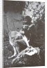 Marina Tsvetaeva with her dog. Savoy, 1930 by Anonymous