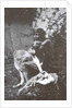 Marina Tsvetaeva with her dog. Savoy, 1930 by Anonymous