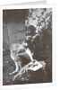 Marina Tsvetaeva with her dog. Savoy, 1930 by Anonymous