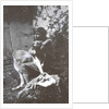 Marina Tsvetaeva with her dog. Savoy, 1930 by Anonymous