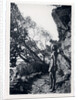 Marina Tsvetaeva in the mountains, 1930s by Anonymous