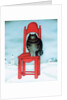 Red chair, 1995 by David Khaikin