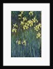 Yellow Irises, 1914-1917 by Claude Monet
