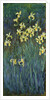 Yellow Irises, 1914-1917 by Claude Monet