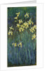 Yellow Irises, 1914-1917 by Claude Monet