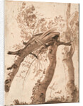 Two Silver Birches, the Front One Fallen, c. 1629 by Nicolas Poussin