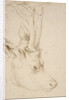 Head of a Roebuck, 1503 by Albrecht Dürer