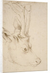Head of a Roebuck, 1503 by Albrecht Dürer