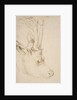 Head of a Roebuck, 1503 by Albrecht Dürer