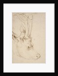 Head of a Roebuck, 1503 by Albrecht Dürer