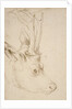 Head of a Roebuck, 1503 by Albrecht Dürer