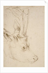 Head of a Roebuck, 1503 by Albrecht Dürer