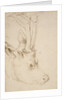 Head of a Roebuck, 1503 by Albrecht Dürer
