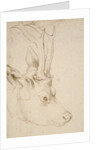 Head of a Roebuck, 1503 by Albrecht Dürer