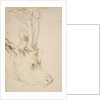 Head of a Roebuck, 1503 by Albrecht Dürer