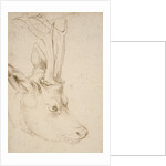 Head of a Roebuck, 1503 by Albrecht Dürer