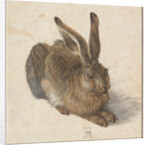 Hare, 1502 by Albrecht Dürer