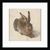 Hare, 1502 by Albrecht Dürer