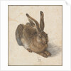 Hare, 1502 by Albrecht Dürer