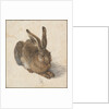 Hare, 1502 by Albrecht Dürer